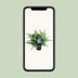 Phlebodium Blue Fern: Eleganter Farn im 14cm Topf, 40cm hoch Bild 5