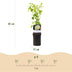 GreenboutiQ Kletterrose 'White Climber' - 2 Pflanzen, Weiß, Pflegeleicht Bild 3