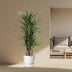 Dracaena Riki, 140 cm tall, Ø30 cm pot Bild 3