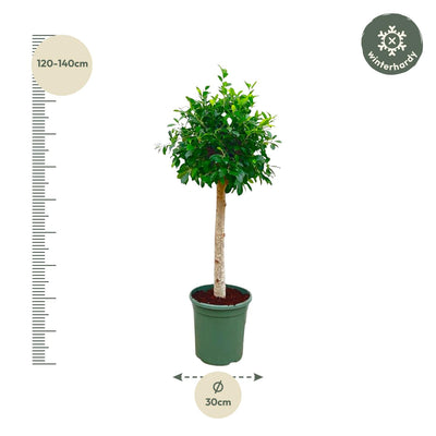 Ficus Nitida auf Stamm – 130 cm – Eleganter Blickfang für Ihr Zuhause