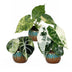 3x Baby Alocasia Tricolour Variegata Trio - Ø6cm Bild 2
