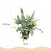 Phlebodium aureum 'Blue Star' Blaue Farn, Haustierfreundlich, 4er Set Bild 3