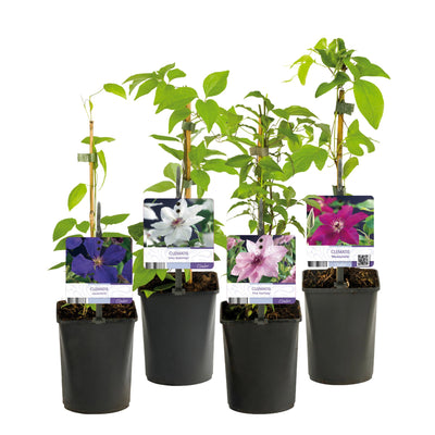 Clematis Rainbow: 4 Kletterpflanzen für bunte Gärten