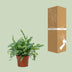Phlebodium Blue Star Farn, 12cm Topf, ca. 32cm hoch Bild 4