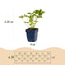 GreenboutiQ Perennial Package White: 24 Plants for 3m², Easy to Care For Bild 2