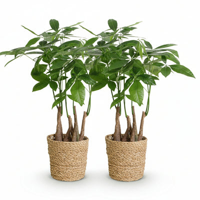Green boutiQ Pachira Aquatica Mehrstamm Geldbaum im Korb 50-55cm