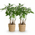 Green BoutiQ Pachira Aquatica Multi-stem Money Tree in Basket 50-55cm Bild 2