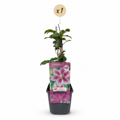 Clematis Piilu - Romantische Weiß-Rosa Kletterpflanze, Ø9cm