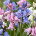 320x Hyacinthoides Hispanica Mix - Spanische Blausterne für Ihren Garten Bild 1