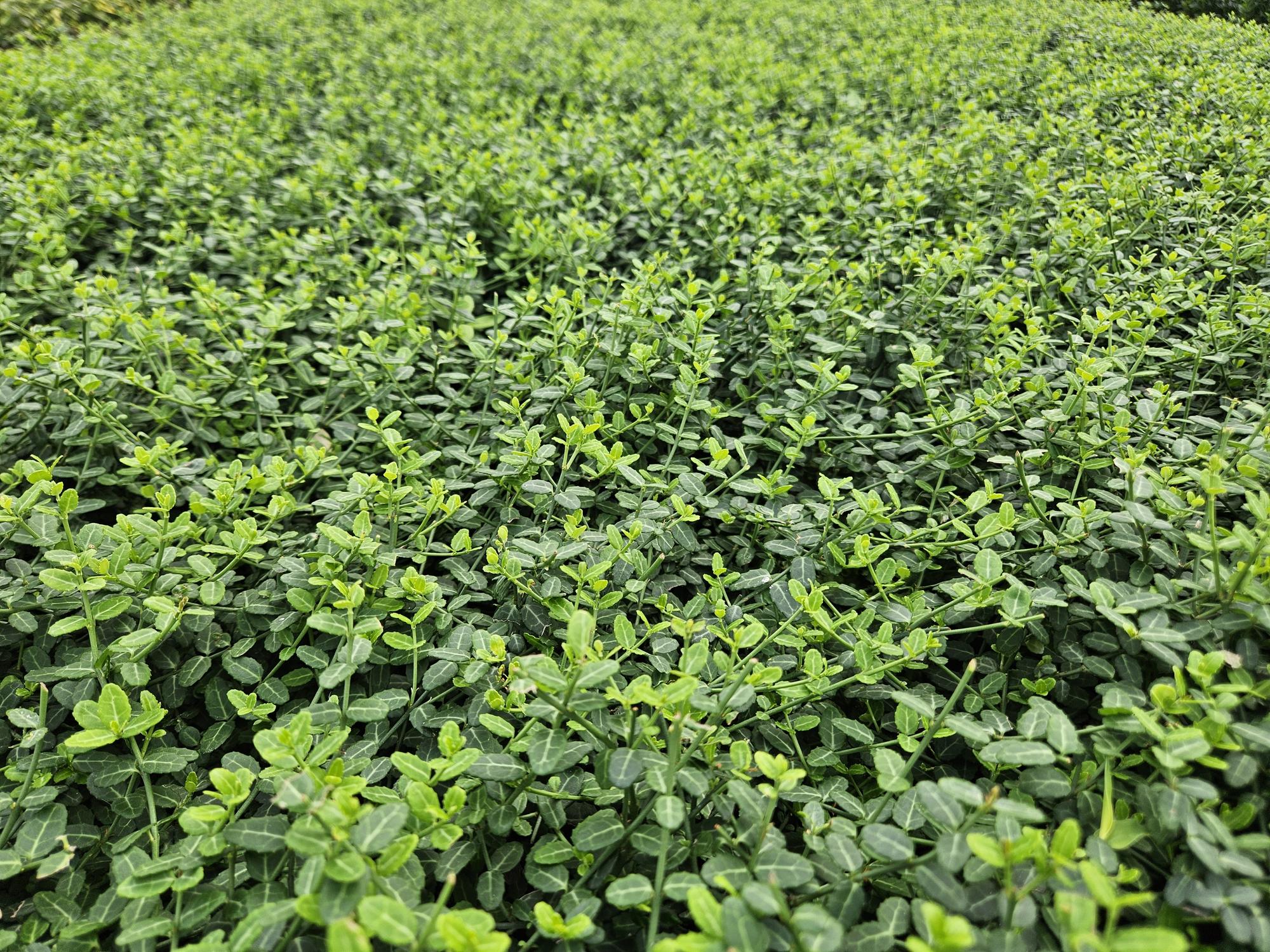 12x Euonymus fort. 'Minimus' - Bodendecker mit Herbstfärbung, 10-25cm