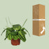 Prayer Plant Fascinator Lemon Lime - Ø12cm - ↕30cm Bild 4