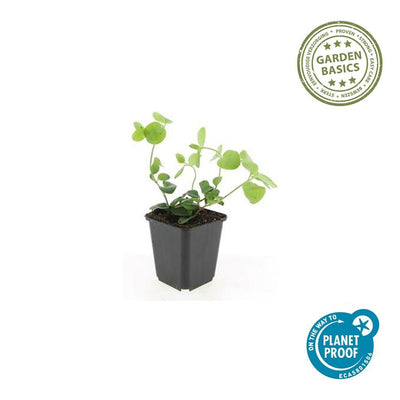 12x Vinca major (Großes Immergrün) - 10-25cm Höhe
