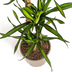 Dracaena Deremensis Rikki, Topf Ø21cm, Höhe 90-110cm Bild 5