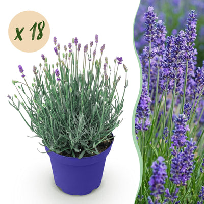 18x Lavendel 'Hidcote' - Winterhart, Lila, 20-25cm, Topf 12cm
