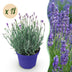 18x Lavendel 'Hidcote' - Winterhart, Lila, 20-25cm, Topf 12cm Bild 1