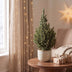 Picea glauca Sander's Blue - Blaue Zuckerhutfichte - Blau - Weihnachtsbaum - Ø23cm - ↕60cm Bild 3