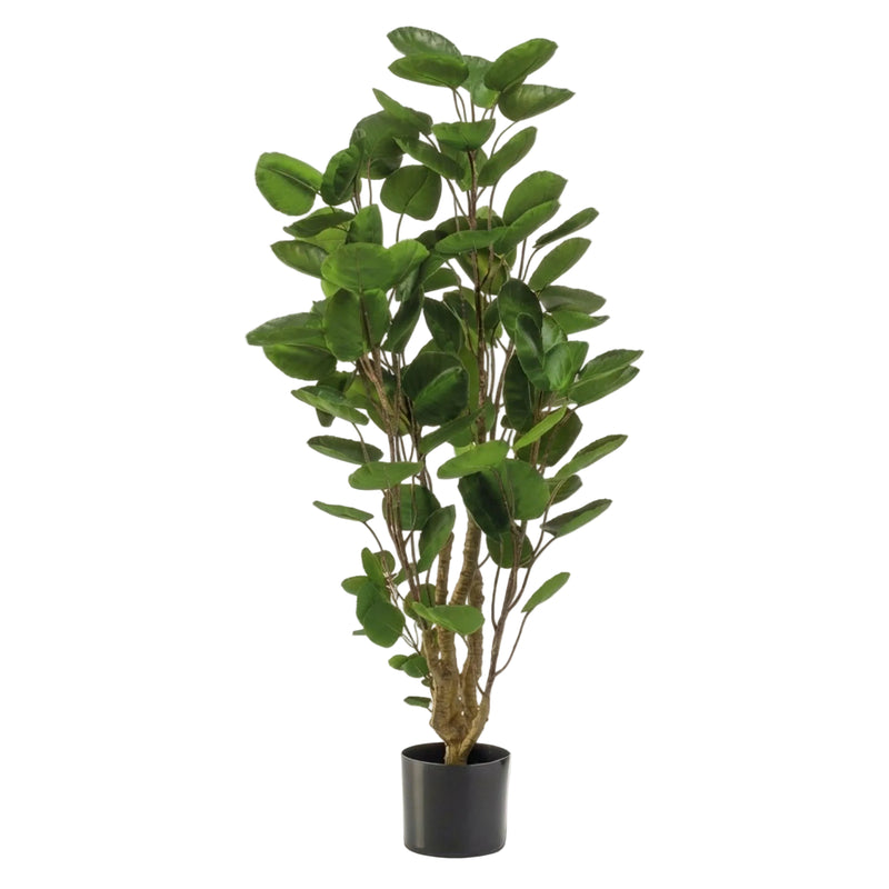 Artificial plant Polyscias tree, 105 cm