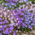 Green boutiQ - Perennial - Campanula portenschlagiana Tricolour - Peachleaf Bellflower - Ground Cover - Purple - Pink - White - 6 Plants - Pot 11cm - Height 15-25cm Bild 4