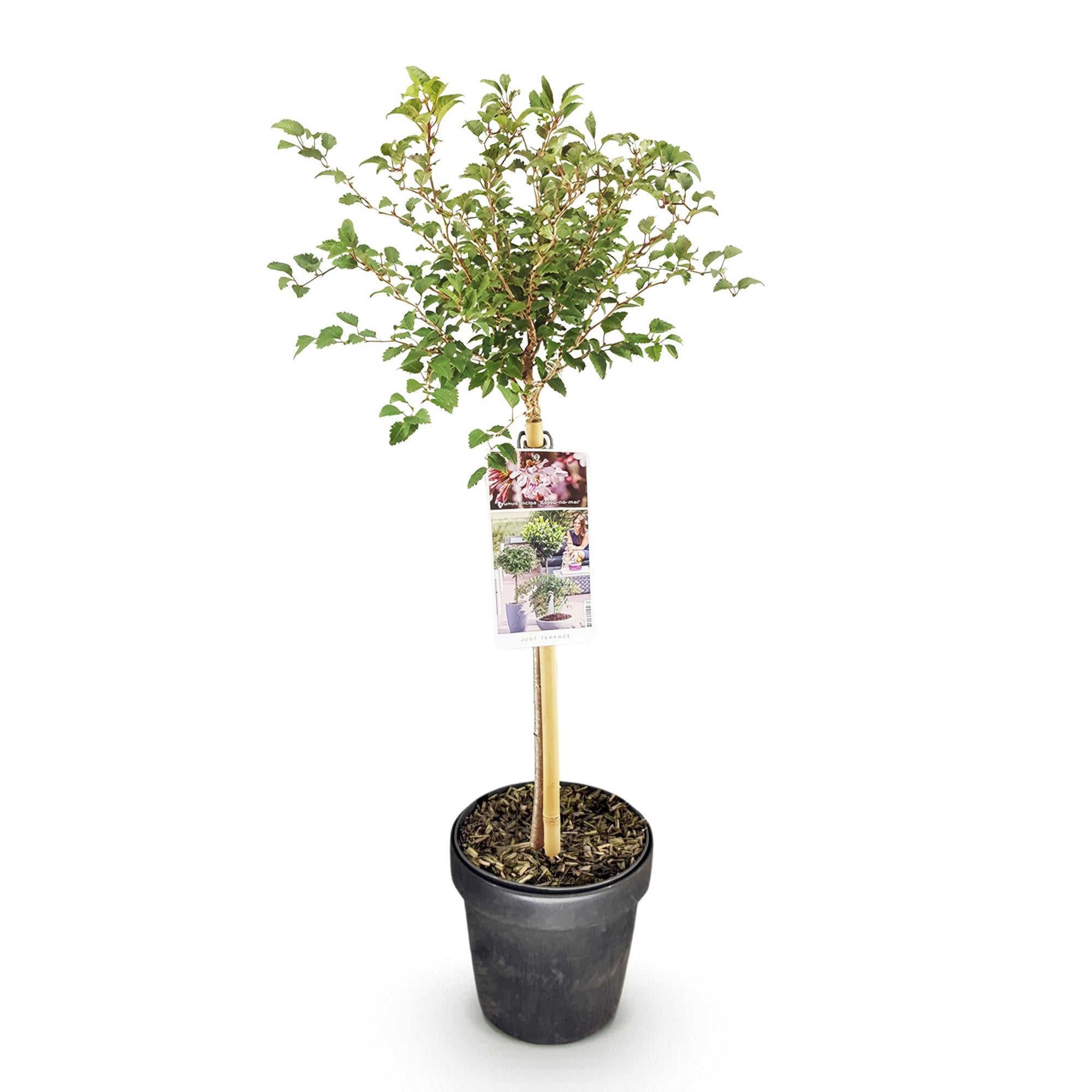 GreenboutiQ - Stamm Pflanze - Prunus incisa Koujou-no-mai - Terrassen Pflanze - Laubabwerfend - Winterhart - Weiße Blüte - Topf 19cm Höhe 90cm
