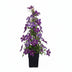 3x Clematis Jackmanii, tiefviolett, blüht Juli-Sept, ↨65cm Bild 4