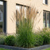 Green boutiQ - Gräser - Calamagrostis Karl Foerster - Schilfrohr - Mit Blüte - Grün - 12 Pflanzen - Topf 11cm - Höhe 15-25cm Bild 6