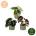 3x Alocasia Tricolour Baby Pflanzen - Ø6cm Bild 5