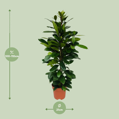 Ficus Cyathistipula – Afrikanische Feige – Ø21cm – ↕105cm