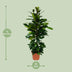 Ficus Cyathistipula – Afrikanische Feige – Ø21cm – ↕105cm Bild 2