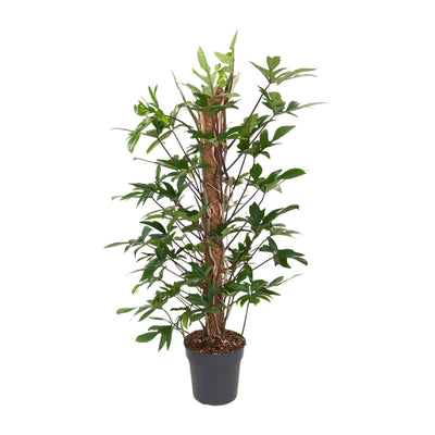 Philodendron Pedatum: Große Zimmerpflanze (ca. 120cm) im Ø24cm Topf