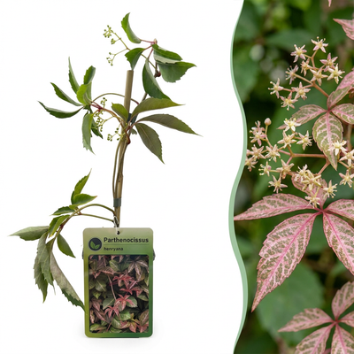 6x Parthenocissus henryana - Wilder Wein - Grün - Kletterpflanze - Ø9cm