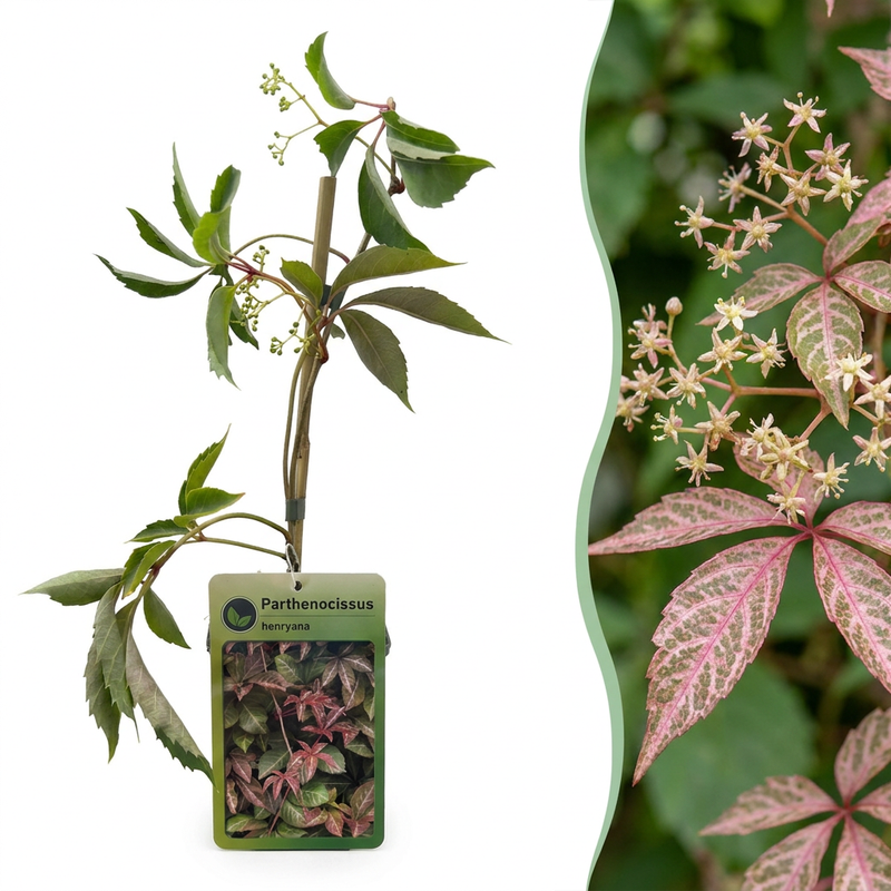 6x Parthenocissus henryana - Wilder Wein - Grün - Kletterpflanze - Ø9cm