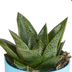 Gasteria/Haworthia-Mischung 5x im bunten Topf (5,5 cm) Bild 6