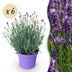 6x Lavendel 'Munstead' Winterhart - Duftende Blüten 20-25cm Bild 1