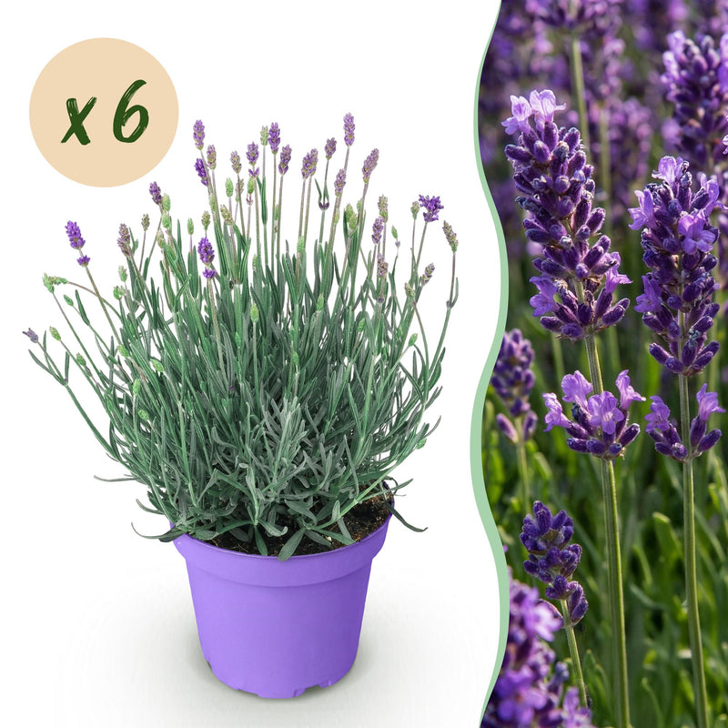 6x Lavendel 'Munstead' Winterhart - Duftende Blüten 20-25cm