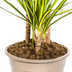 Dracaena Marginata Sunray Ø21cm - ↕100-110cm Bild 3