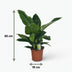 Philodendron Imperial Green Zimmerpflanze – 65cm, Topf 19cm Bild 3
