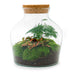Bottle Garden DIY Kit: Little Joe Terrarium including plants & tools Bild 2