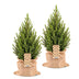 2x Picea glauca Conica - Zuckerhutfichte - Grün - Weihnachtsbaum - inkl. Jutesack - Ø19cm - ↕65cm Bild 2