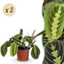 Green boutiQ Maranta Fascinator Tricolour - Gebetspflanze, Haustierfreundlich Bild 1