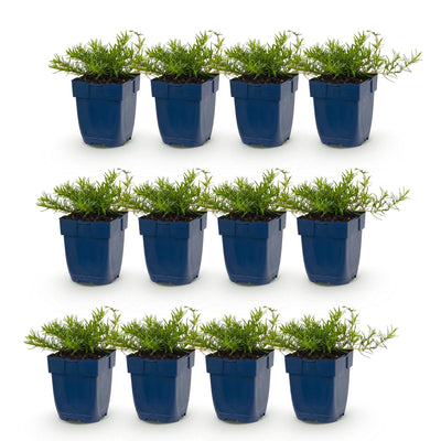 Green boutiQ - Perennial - Phlox Benita - Flame Flower - Ground Cover - Blue - 12 Plants - 11cm Pot - 15-25cm Height