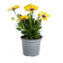 8x Osteospermum ecklonis Gelb Ø12 cm - 20 cm Höhe Bild 1