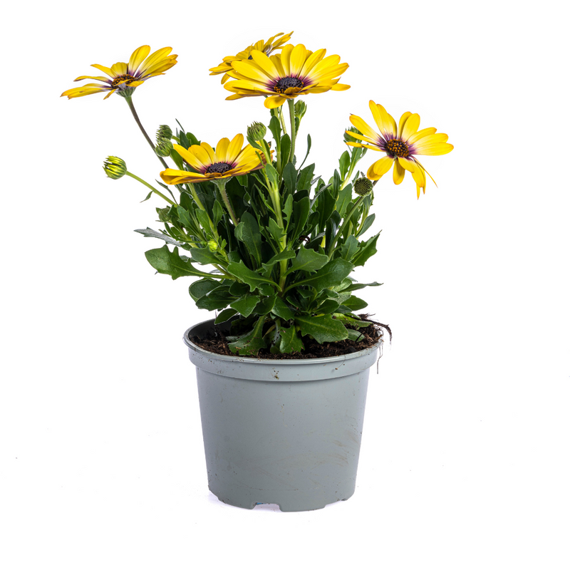 8x Osteospermum ecklonis Gelb Ø12 cm - 20 cm Höhe