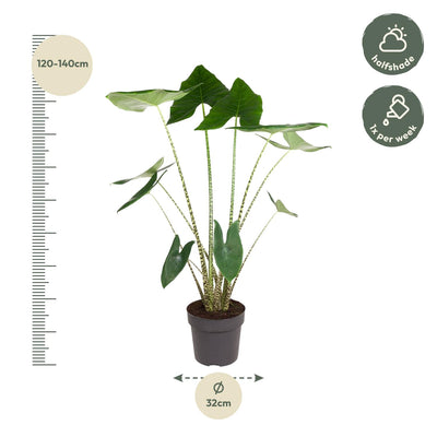 Alocasia Zebrina, Zimmerpflanze - 130 cm, Topfdurchmesser 32 cm