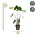 Alocasia Zebrina, Zimmerpflanze - 130 cm, Topfdurchmesser 32 cm Bild 2