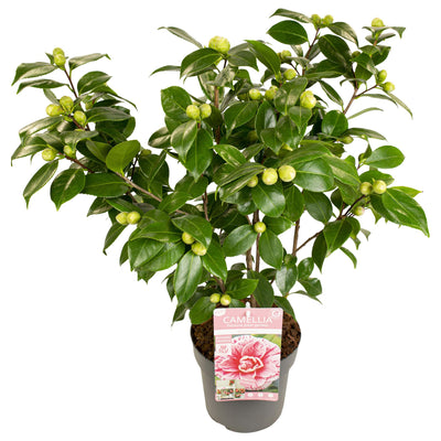 Camellia japonica Bonomiana - Blütenpracht für Garten & Terrasse