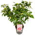 Camellia japonica Bonomiana - Blütenpracht für Garten & Terrasse Bild 1