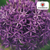 Allium Globemaster - 5 Stück Zwiebeln für prächtige Blüten Bild 5