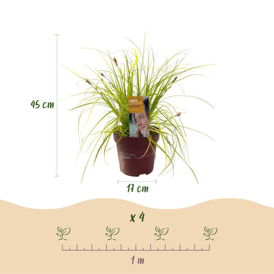 GreenboutiQ Carex oshimensis Everillo Ziergras - Gelb - 4er Set