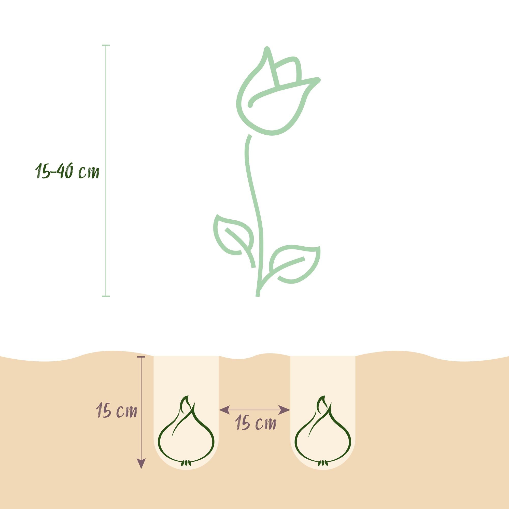 GreenboutiQ - Blumenzwiebeln - Zwiebeln aus Holland - Bulbs Hardy Perennial - Verschiedene Farben - 125 Stück - Geschenkverpackung