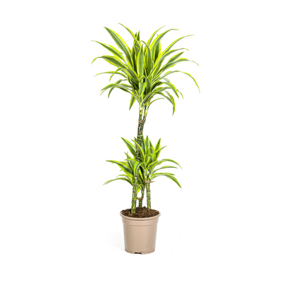 Dracaena Deremensis Lemon Lime Ø21cm - 90-110cm